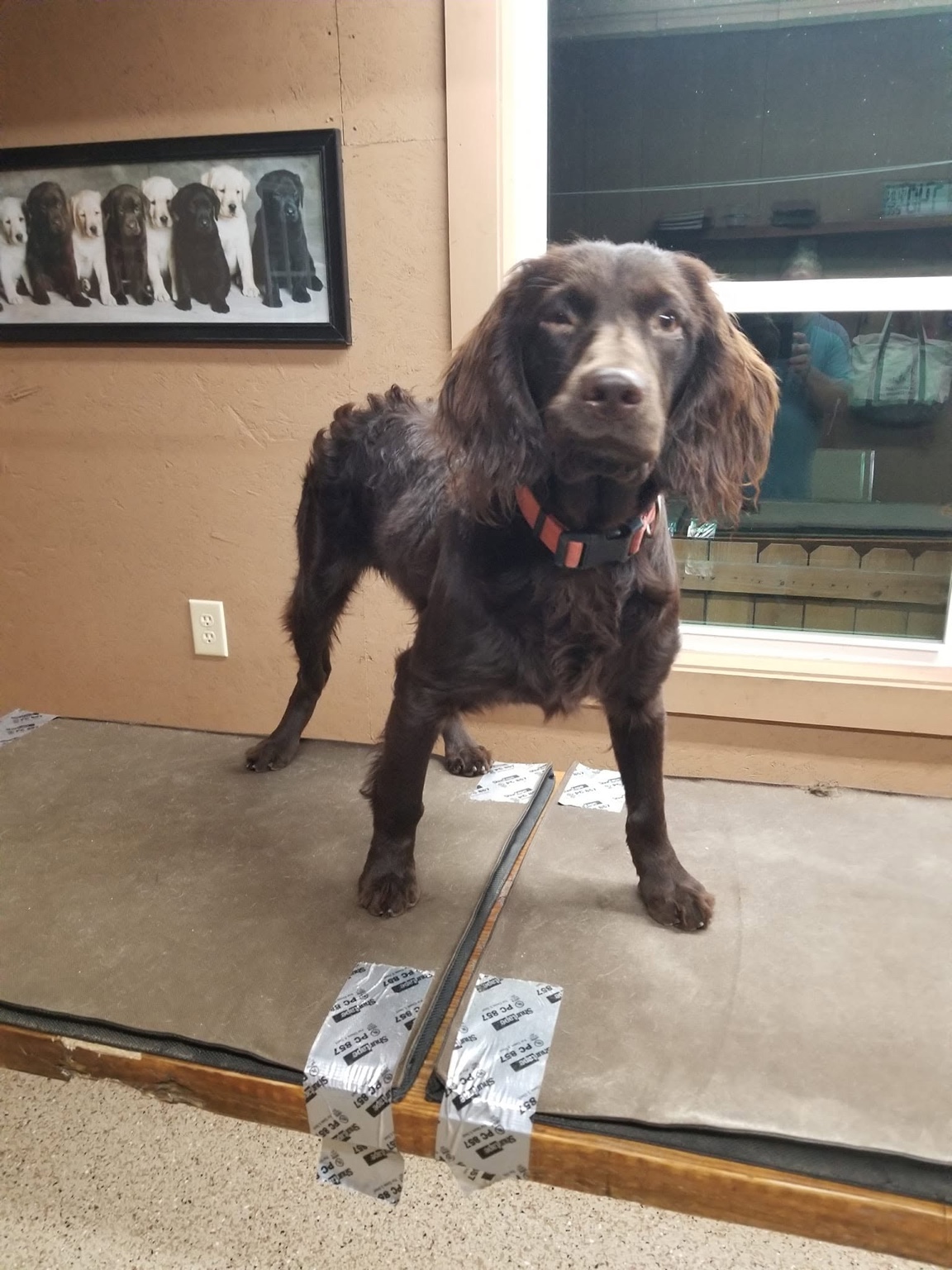 Boykin Spaniel standing on a training table
