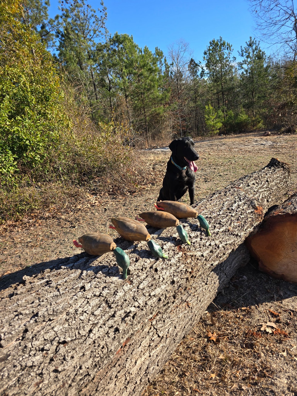 Black Labrador sitting near duck decoys on a log