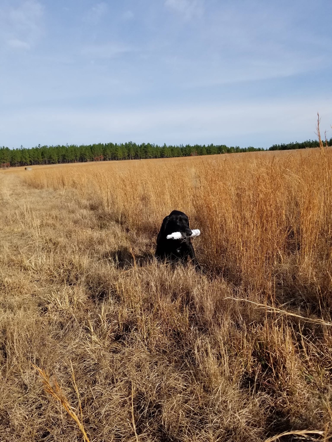 Black Labrador Retriever holding a bumper in tall field grass