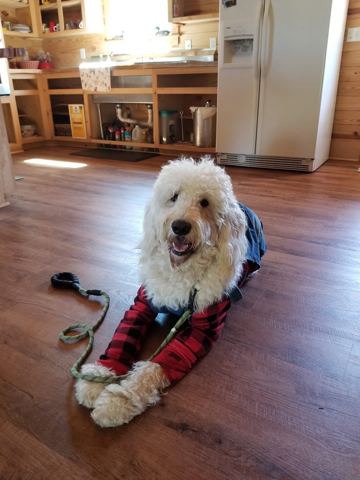 Family dog lying calmly indoors during obedience training