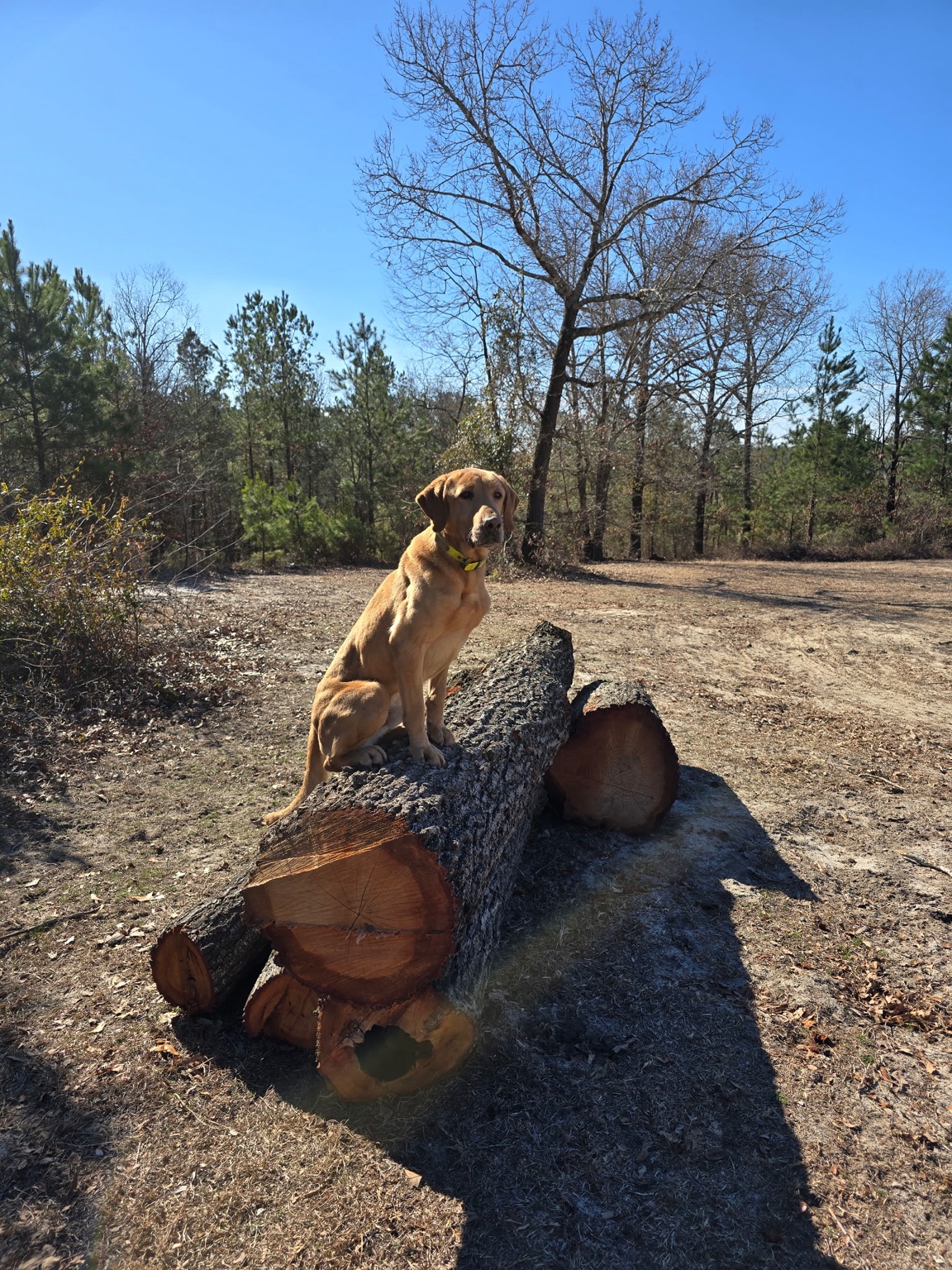 Yellow Labrador sitting on logs during place training