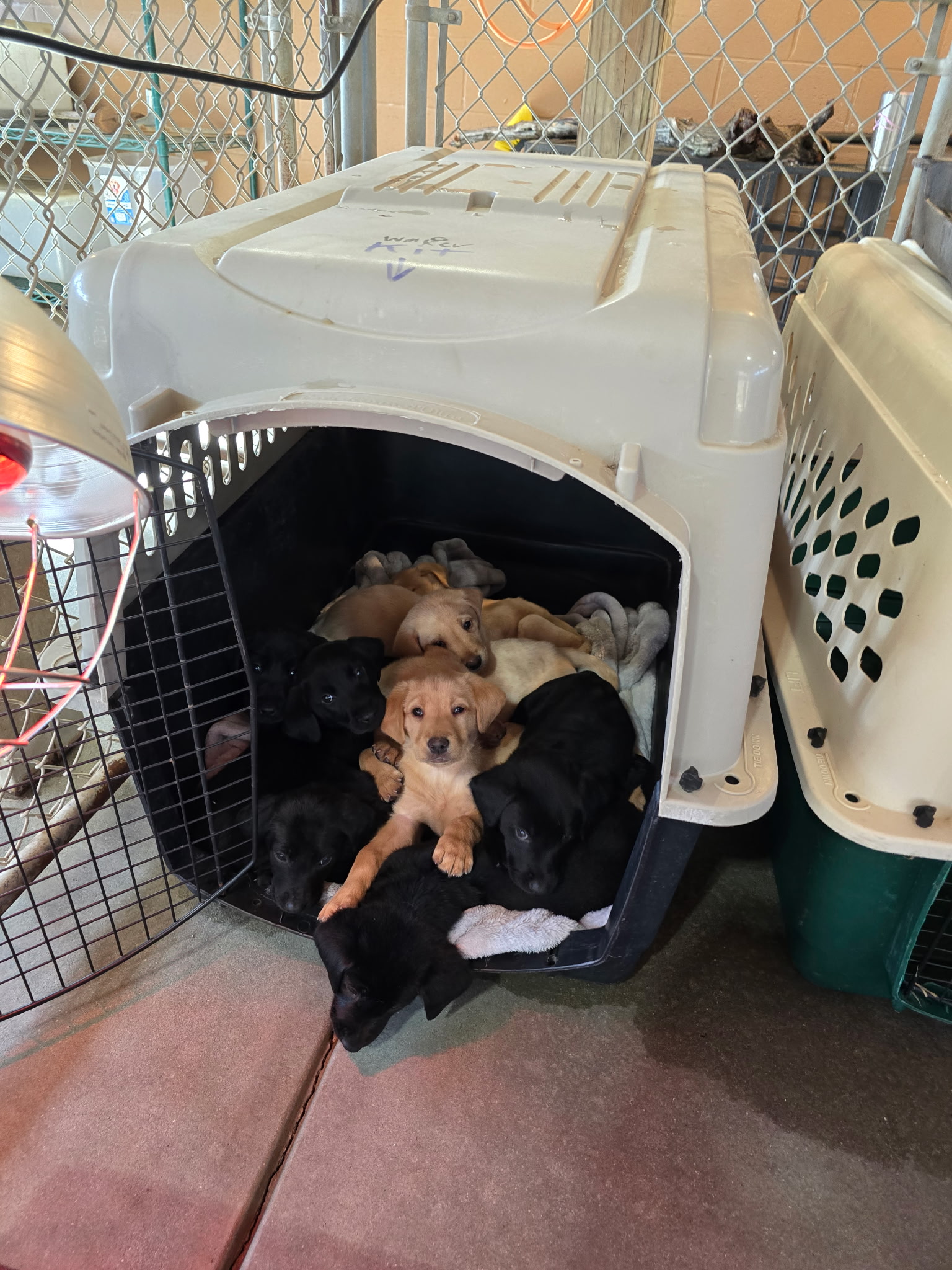 Labrador puppies resting together in a covered kennel crate