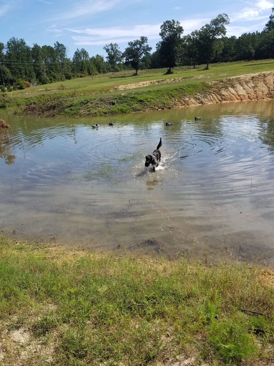 Pond and decoys on the Seegars Mill Kennels training grounds