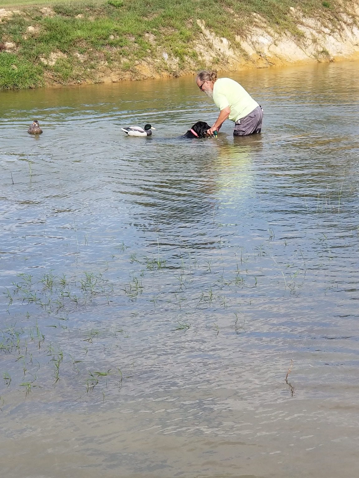 Clay Hasty working with a retriever in the water